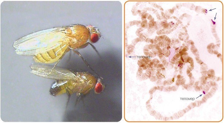 У Drosophila melanogaster мобильный элемент Het A участвует в формировании теломеров – концевых фрагментов хромосом, потеря которых приводит к гибели клетки У Drosophila melanogaster мобильный элемент Het A участвует в формировании теломеров – концевых фрагментов хромосом, потеря которых приводит к гибели клетки