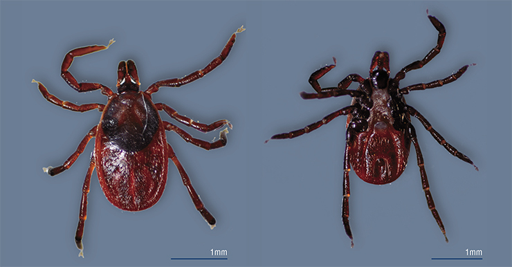 Западный черноногий клещ Ixodes pacificus распространен на западном (тихоокеанском) побережье США, где служит основным переносчиком возбудителей клещевого боррелиоза (болезни Лайма). На фото – вид со спинной и брюшной стороны. © CC BY 2.0, фото Don Loarie Западный черноногий клещ Ixodes pacificus распространен на западном (тихоокеанском) побережье США, где служит основным переносчиком возбудителей клещевого боррелиоза (болезни Лайма). На фото – вид со спинной и брюшной стороны. © CC BY 2.0, фото Don Loarie