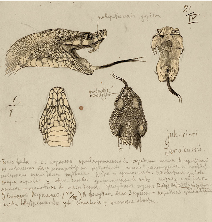 «Jararacussu» (жараракусу, Bothrops jararacussu; ядовитая змея из семейства гадюковых длиной до 2 м). Карандаш. 1914–1915 гг. Рис. Г. Г. Манизера с заметками автора. СПбФ АРАН. Ф. 985. Оп. 1. Д. 50. Л. 14