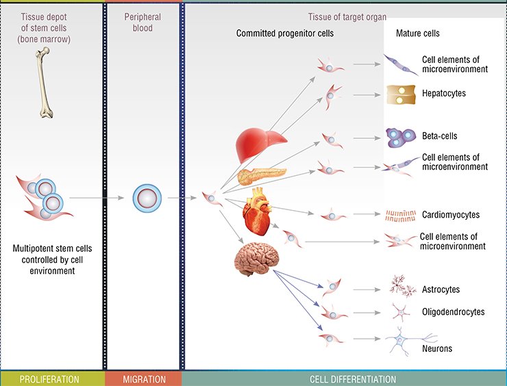 The depot of multipotent stem cells is ted in the bone marrow and is controlled by the cell environment. The granulocyte colony-stimulating factor and enzyme hyaluronidase can stimulate these cells, inducing their proliferation and migration to the blood to eventually reach their target organs, such as the liver, pancreas, heart, and brain. In the target organs, multipotent stem cells are differentiated into progenitor cells and, finally, into mature specialized cells
