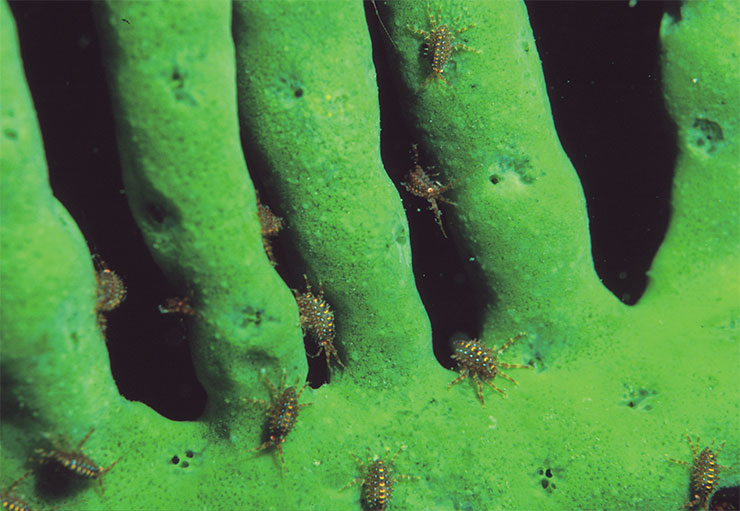 Симбиотические рачки Brandtia parasitica на ветвистой губке Lubomirskia baicalensis. Фото М. Файерабенда