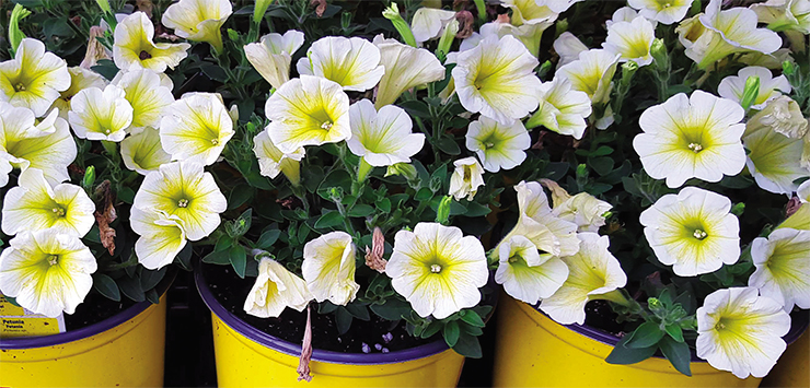 Petunias are among the most popular annual ornamental flowers. Wild petunias have brightly colored flowers, typically dark red in color. After years of selections, varieties with extremely variable flower coloration appeared: red, white, pink, purple, and pale blue. However, all attempts to create bright yellow and orange petunias have failed. This yellow petunia was created with the help of a genetic modification enhancing the biosynthesis of flavonoids – plant polyphenols more widely known as vitamin P. © Free Range Stock, www.freerangestock.com. Photo E. Yuen Petunias are among the most popular annual ornamental flowers. Wild petunias have brightly colored flowers, typically dark red in color. After years of selections, varieties with extremely variable flower coloration appeared: red, white, pink, purple, and pale blue. However, all attempts to create bright yellow and orange petunias have failed. This yellow petunia was created with the help of a genetic modification enhancing the biosynthesis of flavonoids – plant polyphenols more widely known as vitamin P. © Free Range Stock, www.freerangestock.com. Photo E. Yuen