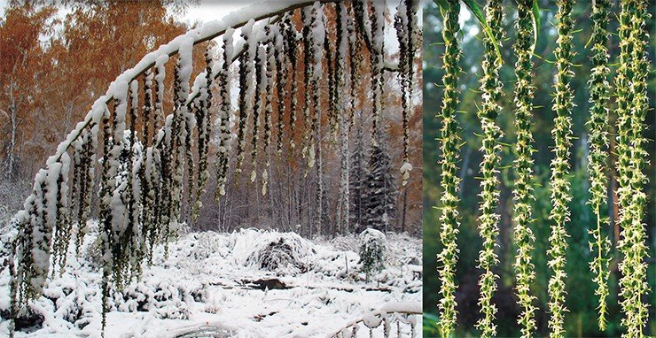 Так цветет датиска коноплевая (Datisca cannabina L.), многолетнее двудомное растение высотой до 2 м, родом из горных областей Европы. Ее цветки собраны в кисти длиной до 30 см (вверху). Плодоносит только при наличии женских и мужских особей