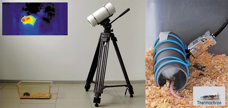 The thermovision camera TKVR-IFP SVIT, developed at the Institute of Semiconductor Physics (left) makes it possible to study the animal temperature responses in unrestricted behavior. General changes in body temperature can be recorded with the help of a miniature implanted temperature sensor (thermochron) in combination with a reader, a joint development of the Institute of Systematics and Ecology of Animals and Institute of Cytology and Genetics (above). During a social conflict, males with their sound and chemical signals, gestures, and direct attacks “explain” to one another “who is who.” The vascular response to placing males together was studied by measuring the temperature of the thermoregulatory “nucleus” of the mouse body with concurrent thermovision monitoring of temperature distribution over the body surface. It has been found that the general body heating was almost independent of the rank of an individual male. However, the male of a high behavioral rank displayed a significant increase in its tail skin temperature: thermovision camera recorded even a “hot” heat trace of the tail of this dominant individual (bottom right) The thermovision camera TKVR-IFP SVIT, developed at the Institute of Semiconductor Physics (left) makes it possible to study the animal temperature responses in unrestricted behavior. General changes in body temperature can be recorded with the help of a miniature implanted temperature sensor (thermochron) in combination with a reader, a joint development of the Institute of Systematics and Ecology of Animals and Institute of Cytology and Genetics (above). During a social conflict, males with their sound and chemical signals, gestures, and direct attacks “explain” to one another “who is who.” The vascular response to placing males together was studied by measuring the temperature of the thermoregulatory “nucleus” of the mouse body with concurrent thermovision monitoring of temperature distribution over the body surface. It has been found that the general body heating was almost independent of the rank of an individual male. However, the male of a high behavioral rank displayed a significant increase in its tail skin temperature: thermovision camera recorded even a “hot” heat trace of the tail of this dominant individual (bottom right)