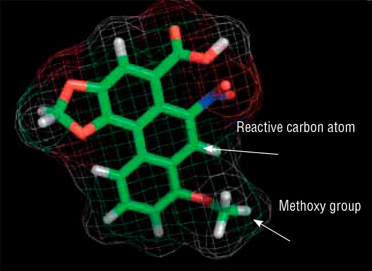 Birthwort contains two toxins: aristolochic acid I (above) and aristolochic acid II, carrying a hydrogen atom instead of a methoxy group, OCH3. Aristolochic acids bind amino groups of the DNA bases via the reactive carbon atom (green denotes C atoms; white, H; red, O; and blue, N)