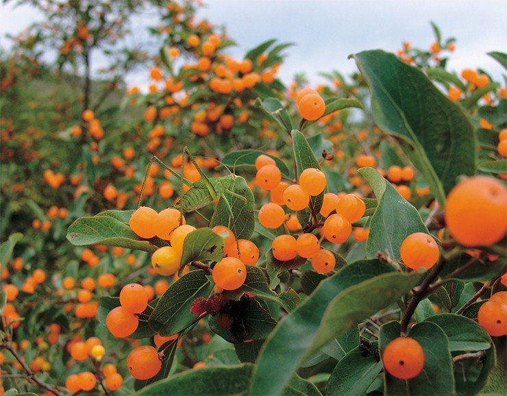 Жимолость татарская (Lonicera tatarica L.) обычна в предгорьях Алтая, где порой формирует непроходимые заросли по вогнутым склонам сопок. Фото А. Королюка