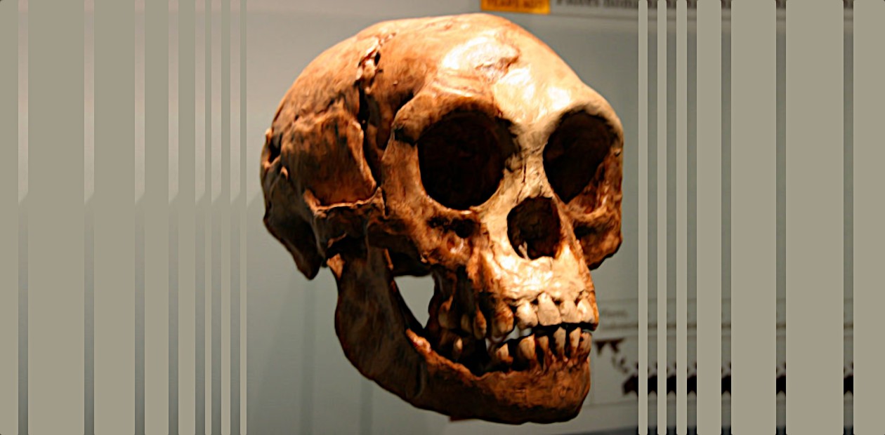 Череп миниатюрного Homo floresiensis – одного из «спорных» видов архаичного человека, обнаруженного на о. Флорес в Индонезии в 2004 г. © CC BY-SA/Ryan Somma Череп миниатюрного Homo floresiensis – одного из «спорных» видов архаичного человека, обнаруженного на о. Флорес в Индонезии в 2004 г. © CC BY-SA/Ryan Somma