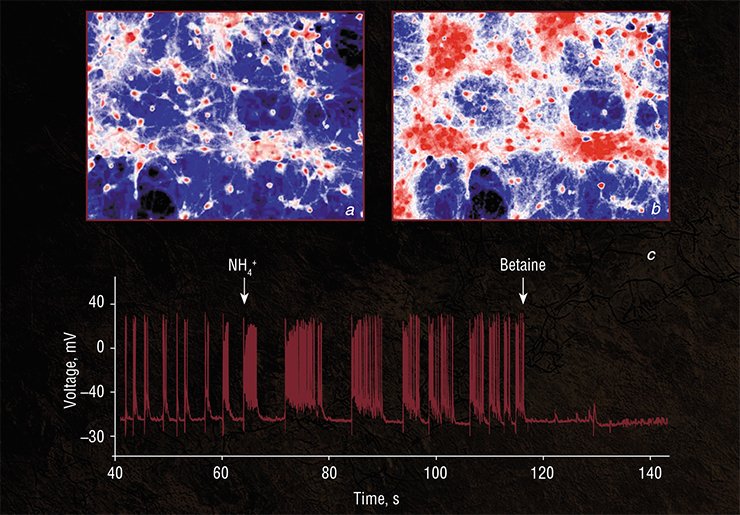 The experiments with mouse hippocampus cell culture have shown a possibility of inhibiting the excess pulse activity of neurons induced by high ammonium concentrations with betaine, a vitamin-like substance. The neuronal network activity recorded in hippocampus cell culture (a) before adding ammonium, (b) at its increased concentration (hyperammonemia), and (c) a record of a single neuron activity before and after applying ammonium (NH₄⁺) and betaine (Kononov et al., 2013, 2015)