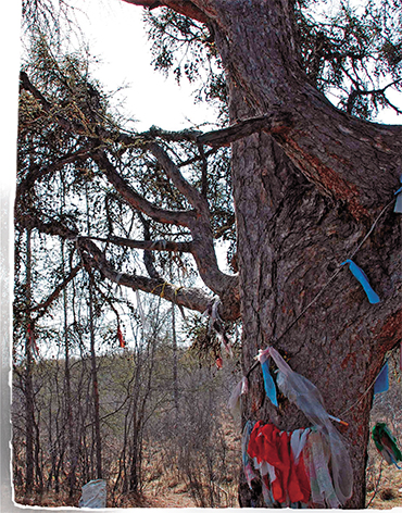 From of old, weirdly shaped trees have been associated with the underworld. It was thought that spirits of the locality, water or the mountain could be seen in such places. The people passing by would leave offerings. In the photo is the sacred tree in the vicinity of the village of Khonuu, Moma ulus, Yakutia. When a local airport was constructed, the residents asked the builders not to cut the tree, and the builders spared it. Photo by Yu. A. Sleptsov
