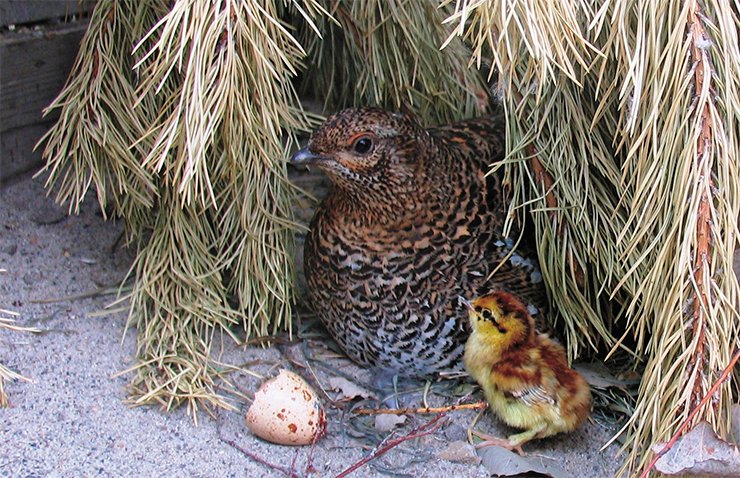 The family leaves its nest only after all nestlings have hatched and gained strength. Above, a female Siberian Grouse roosting in a spruce crown. Maslyanino Region, Novosibirsk oblast. By spring, the “combs” (eyebrows) of Siberian Grouse males become bright red, and their behavior changes dramatically. Brave and aggressive, they start to actively defend their territory, even if this territory is confined to the area of an open-air cage (below)