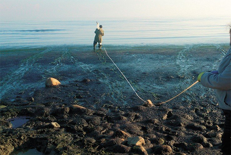 Сотрудники лаб. биологии водных беспозвоночных А. В. Непокрытых и А. Лухнев оценивают ширину водорослевых матов на берегу Байкала напротив пос. Заречное (р-н г. Северобайкальска) Сотрудники лаб. биологии водных беспозвоночных А. В. Непокрытых и А. Лухнев оценивают ширину водорослевых матов на берегу Байкала напротив пос. Заречное (р-н г. Северобайкальска)