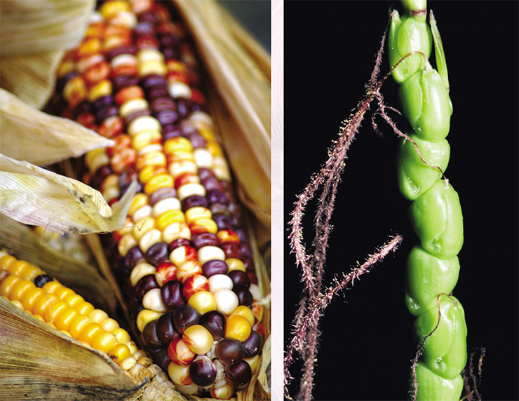 Modern sweet corn with its mighty cobs, domesticated in South America (left), is strikingly different from its wild ancestor (right). © FreeImages.com/Nathalie Dulex Modern sweet corn with its mighty cobs, domesticated in South America (left), is strikingly different from its wild ancestor (right). © FreeImages.com/Nathalie Dulex