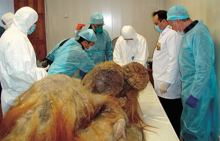 Останки мамонта-подростка, названного Юкой, вытаяли в 2010 г. в обрыве Ойягосского яра на южном побережье моря Лаптевых. У мамонтенка хорошо сохранилась фактура поверхностного слоя кожи, височная и молочные железы, левое ухо, хобот, верхняя и нижняя губы, а также конечности. По: (Боескоров и др., 2012) Останки мамонта-подростка, названного Юкой, вытаяли в 2010 г. в обрыве Ойягосского яра на южном побережье моря Лаптевых. У мамонтенка хорошо сохранилась фактура поверхностного слоя кожи, височная и молочные железы, левое ухо, хобот, верхняя и нижняя губы, а также конечности. По: (Боескоров и др., 2012)