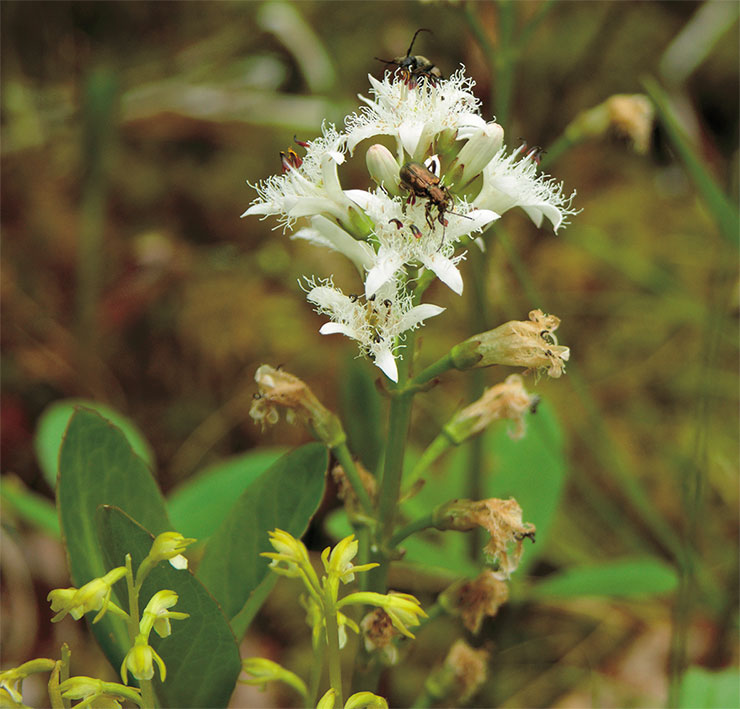 Вахта трехлистная, или трилистник водяной (Menyanthes trifoliatа), – типичный компонент травяных сообществ болот, влажных лесов и лугов. Хороший медонос; охотно поедается северным оленем. В научной медицине используется как горечь при пониженной кислотности желудка. Фото автора Вахта трехлистная, или трилистник водяной (Menyanthes trifoliatа), – типичный компонент травяных сообществ болот, влажных лесов и лугов. Хороший медонос; охотно поедается северным оленем. В научной медицине используется как горечь при пониженной кислотности желудка. Фото автора