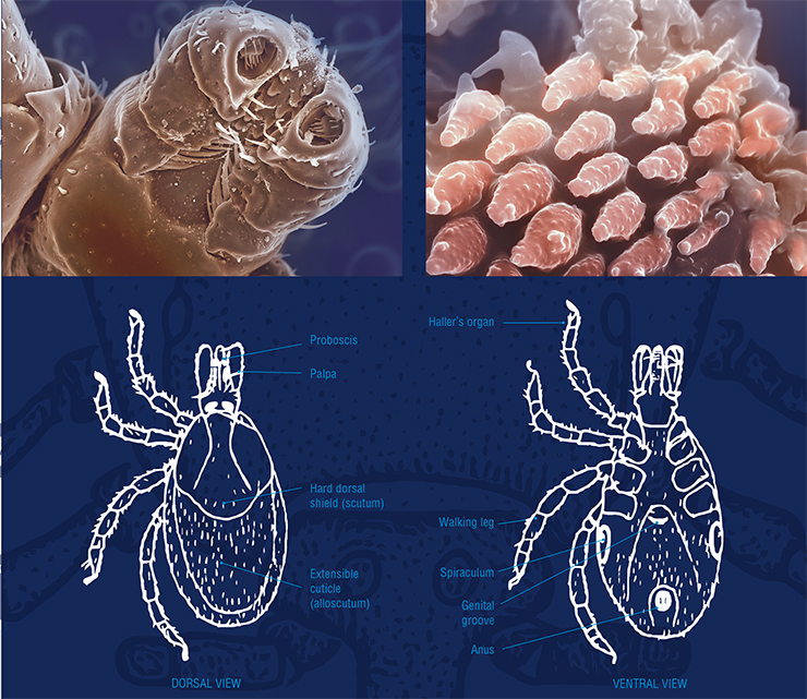 Almost all ticks, except those of the genera Ixodes and Haemaphysalis, have a pair of eyes. Their legs consist of six segments, movably joint together. The tarsus ends with two claws, and the pad located in between acts as a suction cup. The tarsi of the first pair of legs carry the tick’s main sensory organs, i. e., Haller’s organs. The tick fixes itself on the host’s body by using barbs on its legs and spurs at the basis capituli, which serve as clips to hold the animal’s hair. The elongated mouthparts on the capitulum form a proboscis. From the base of it, palpi extend with chemoreceptor and mechanoreceptor hairs. The proboscis has, on its underside, parallel rows of backward-protruding barbs. The “jaws” (chelicerae) consist of a long “trunk” from which, like from a case, movable “fingers” protrude, with which ticks cut through the host’s skin. Above: the capitulum of the taiga tick (ventral side) and spurs at its basis. Scanning electron microscope. Photo by E. Mitrofanova (Institute for Water and Environmental Problems SB RAS, Barnaul)
