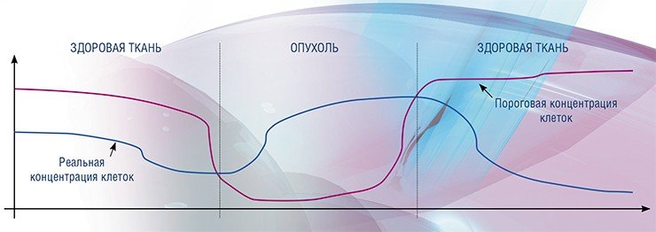 Механизм, обеспечивающий равновесие между делением клеток и их запрограммированной гибелью в тканях организма, работает эффективно только при определенной концентрации клеток. Если в какой-либо точке произойдёт сбой работы этого механизма (например, концентрация клеток станет выше упавшей критической из-за ослабления общего иммунитета, действия сильного стресса, ядов или канцерогенных веществ), это может запустить процесс неконтролируемого деления клеток. По: (Mamontov et al., 2006)