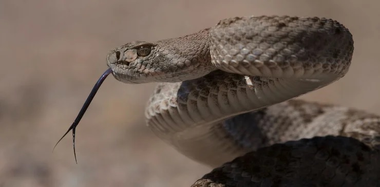 Техасский гремучник (Crotalus atrox) – ядовитая змея подсемейства ямкоголовых семейства гадюковых Техасский гремучник (Crotalus atrox) – ядовитая змея подсемейства ямкоголовых семейства гадюковых