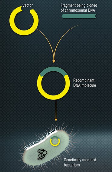 Conventional cloning technique (incorporation of an alien DNA) using plasmid – an extrachromosomal genetic element typical of many bacterial stains – as a vector begins with cutting the plasmid DNA and cutting out the necessary fragment of chromosomal DNA with the help of the restriction enzyme. Then the fragment of the DNA being cloned is built into the plasmid inserted into a bacterium; as a result, the latter acquires the ability to produce alien protein encoded in the built-in fragment