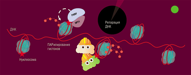 ДНК в составе нуклеосом, включая места повреждений, обычно недоступна для белков репарационных систем. Открыть этот доступ можно путем модифирования белков-гистонов, на которые «намотана» ДНК. Эту работу выполняют ферменты PARP с помощью фактора HPF1, который меняет их активный центр. В результате ферменты приобретают способность ПАРилировать аминокислоту серин в состав белков, которая обычно очень неохотно связывается с этим полимером ДНК в составе нуклеосом, включая места повреждений, обычно недоступна для белков репарационных систем. Открыть этот доступ можно путем модифирования белков-гистонов, на которые «намотана» ДНК. Эту работу выполняют ферменты PARP с помощью фактора HPF1, который меняет их активный центр. В результате ферменты приобретают способность ПАРилировать аминокислоту серин в состав белков, которая обычно очень неохотно связывается с этим полимером