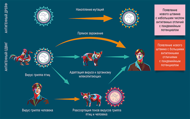 Новые штаммы вируса гриппа, способные заражать человека, могут образоваться различными способами: путем накопления адаптивных мутаций либо «перемешиванием» генов разных вирусов в клетках организма «посредников», таких как домашняя свинья. По: (Yeo, Gan, 2021) Новые штаммы вируса гриппа, способные заражать человека, могут образоваться различными способами: путем накопления адаптивных мутаций либо «перемешиванием» генов разных вирусов в клетках организма «посредников», таких как домашняя свинья. По: (Yeo, Gan, 2021)