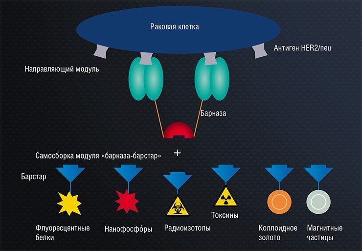 Модуль «барназа-барстар» может служить основой гибридных структур для тераностики с высокой специфичностью взаимодействия с клетками-мишенями. В качестве терапевтического агента к ним могут быть присоединены токсины различной природы, радиоизотопы и др. Модуль «барназа-барстар» может служить основой гибридных структур для тераностики с высокой специфичностью взаимодействия с клетками-мишенями. В качестве терапевтического агента к ним могут быть присоединены токсины различной природы, радиоизотопы и др.