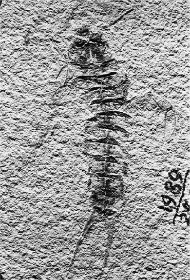Рис. 2.  Один из представителей обширной группы членистоногих (Arthropoda), замурованный в тонких глинистых осадках