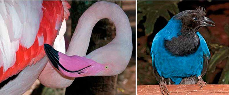 Розовый фламинго (Phoenicopterus roseus) слева. Лазурная разноцветная сойка (Cyanocorax caeruleus) справа