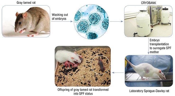 Reproductive technologies and cryobanks are the main “portal” linking the Center for Genetic Resources with the external world. The sequence of actions comprises production of embryos under sterile conditions, cryopreservation, and embryo transplantation to surrogate SPF mothers. Using this technological chain, a unique strain of tamed rats of Siberian breeding was transformed into an SPF status in 2010 at the SPF Vivarium Reproductive technologies and cryobanks are the main “portal” linking the Center for Genetic Resources with the external world. The sequence of actions comprises production of embryos under sterile conditions, cryopreservation, and embryo transplantation to surrogate SPF mothers. Using this technological chain, a unique strain of tamed rats of Siberian breeding was transformed into an SPF status in 2010 at the SPF Vivarium