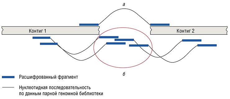 В XXI в. для расшировки геномов стали использоваться недорогие и быстрые технологии массового паралельного секвенирования. С помощью данных парной геномной библиотеки появилась возможность виртуально «сшивать» отдельные расшифрованные нуклеотидные последовательности. Благодаря этому можно правильно расположить уже расшифрованные методом дробовика участки целевой ДНК (контиги) (а) и заполнить промежутки между ними (б)