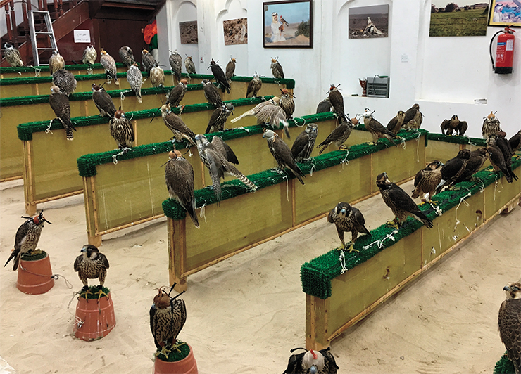 Raptor auction in Qatar. September 2019. Photo by N. Ongarbaev