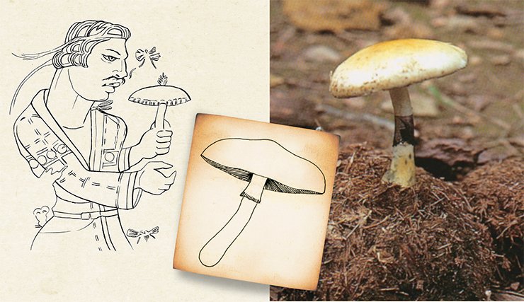 A priest with the divine mushroom in his hand. Drawn from the carpet by Ye. Shumakova. The “divine mushroom” embroidered on the carpet resembles Psilocybe cubensis in its habit, shape of the cap, and stitches along the cap margin that look like radial folding or veil remnant. Dark inclusions on the stalk may depict the annulus that blackens because of falling spores. The mushrooms of genus Psilocybe, like many other species of family Strophariaceae, contain the psychoactive substance psilocybin. On the left is a king/priest with a mushroom in his hand. Drawing of the carpet by Ye. Shumakova. On the right is the fruit body of P. cubensis, grown on elephant dung (India). From: (Stamets, 1996). In the center is a diagram of P. cubensis fruit body. From: (Guzmán, 1983) A priest with the divine mushroom in his hand. Drawn from the carpet by Ye. Shumakova. The “divine mushroom” embroidered on the carpet resembles Psilocybe cubensis in its habit, shape of the cap, and stitches along the cap margin that look like radial folding or veil remnant. Dark inclusions on the stalk may depict the annulus that blackens because of falling spores. The mushrooms of genus Psilocybe, like many other species of family Strophariaceae, contain the psychoactive substance psilocybin. On the left is a king/priest with a mushroom in his hand. Drawing of the carpet by Ye. Shumakova. On the right is the fruit body of P. cubensis, grown on elephant dung (India). From: (Stamets, 1996). In the center is a diagram of P. cubensis fruit body. From: (Guzmán, 1983)