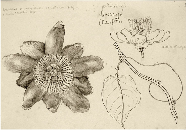 «Maracuja (Passiflora)» (маракуйя; Passiflora murucuja). Карандаш. 1914–1915 гг. Рис. Г. Г. Манизера с заметками автора. СПбФ АРАН. Ф. 985. Оп. 1. Д. 50. Л. 19
