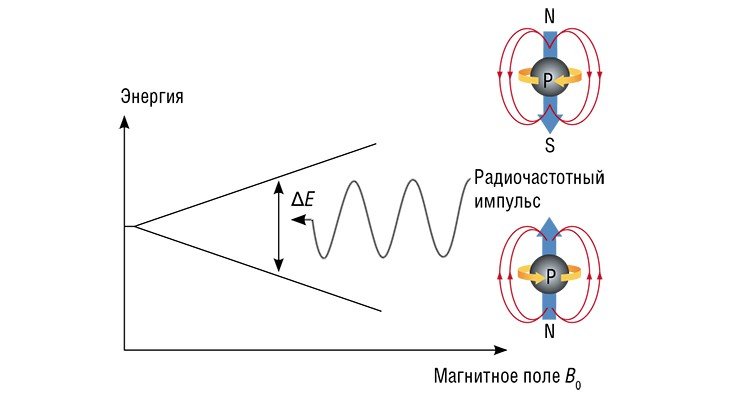 Величина энергии ΔE, необходимой для переориентации спина ядра, меняется в зависимости от его химического окружения. Так, ядра атомов одного сорта в различных окружениях в молекуле дают различные сигналы ЯМР Величина энергии ΔE, необходимой для переориентации спина ядра, меняется в зависимости от его химического окружения. Так, ядра атомов одного сорта в различных окружениях в молекуле дают различные сигналы ЯМР