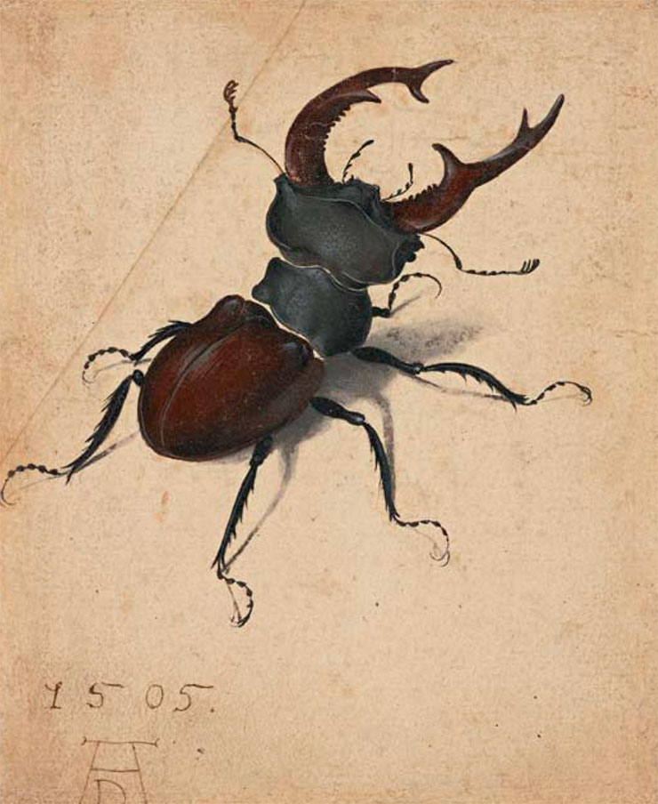 Жук-олень на рисунке А. Дюрера. Акварель, гуашь. 1505 г. Public Domain Жук-олень на рисунке А. Дюрера. Акварель, гуашь. 1505 г. Public Domain