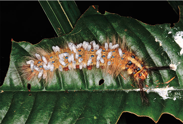Body of a large (about 12 cm) caterpillar of the Indonesian cinquefoil butterfly with visible cocoons of a parasitic wasp of the genus Apanteles in the family Braconidae. © CC BY-SA 2.0/ gbohne Body of a large (about 12 cm) caterpillar of the Indonesian cinquefoil butterfly with visible cocoons of a parasitic wasp of the genus Apanteles in the family Braconidae. © CC BY-SA 2.0/ gbohne