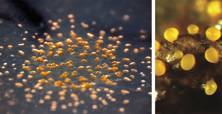 Миксобактерия Myxococcus xanthus формирует грибоподобные плодовые тела путем агрегации отдельных клеток, как это делают диктиостелиевые слизевики. Слева – колония голодных бактерий, образующая плодовые тела; справа – плодовое тело со спорами, состоящее примерно из 100 тыс. отдельных клеток. © GFDL/Trance Gemini; © CC BY-SA 4.0/Michiel Vos Миксобактерия Myxococcus xanthus формирует грибоподобные плодовые тела путем агрегации отдельных клеток, как это делают диктиостелиевые слизевики. Слева – колония голодных бактерий, образующая плодовые тела; справа – плодовое тело со спорами, состоящее примерно из 100 тыс. отдельных клеток. © GFDL/Trance Gemini; © CC BY-SA 4.0/Michiel Vos