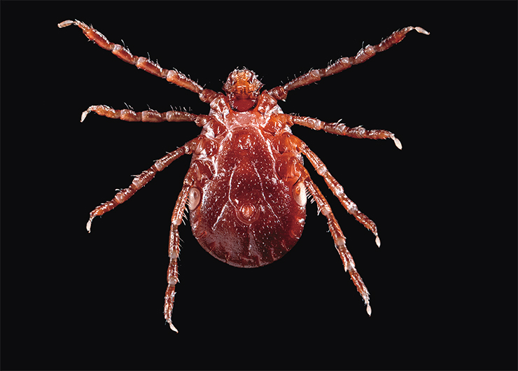 The longstatin enzyme from the saliva of the Asian longhorned tick (Haemaphysalis longicornis), a well-known pest of livestock and a vector of several pathogens, can inhibit the development of thrombi by destroying the precursor of fibrin, a protein that forms the thrombus scaffold. © James Gathany The longstatin enzyme from the saliva of the Asian longhorned tick (Haemaphysalis longicornis), a well-known pest of livestock and a vector of several pathogens, can inhibit the development of thrombi by destroying the precursor of fibrin, a protein that forms the thrombus scaffold. © James Gathany