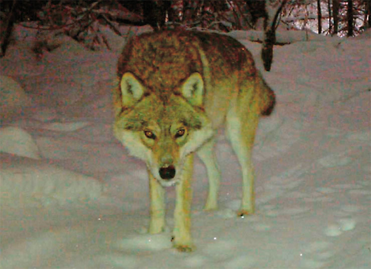 Матерый самец – вожак стаи. Волк (Canis lupus) – гроза копытных заповедника, которые составляют основу его рациона, особенно зимой. Эти умные, выносливые хищники сильны своим единством в стае-семье, которое помогает и охотиться на крупную добычу, и защищать свою территорию от других волков. Фото Е. Стрельникова Матерый самец – вожак стаи. Волк (Canis lupus) – гроза копытных заповедника, которые составляют основу его рациона, особенно зимой. Эти умные, выносливые хищники сильны своим единством в стае-семье, которое помогает и охотиться на крупную добычу, и защищать свою территорию от других волков. Фото Е. Стрельникова