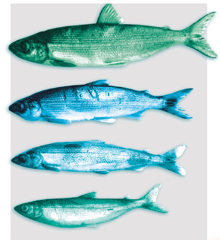 Черный байкальский хариус (Thymallus baicalensis), живет в прибрежной зоне, а мечет икру в реках, впадающих в Байкал