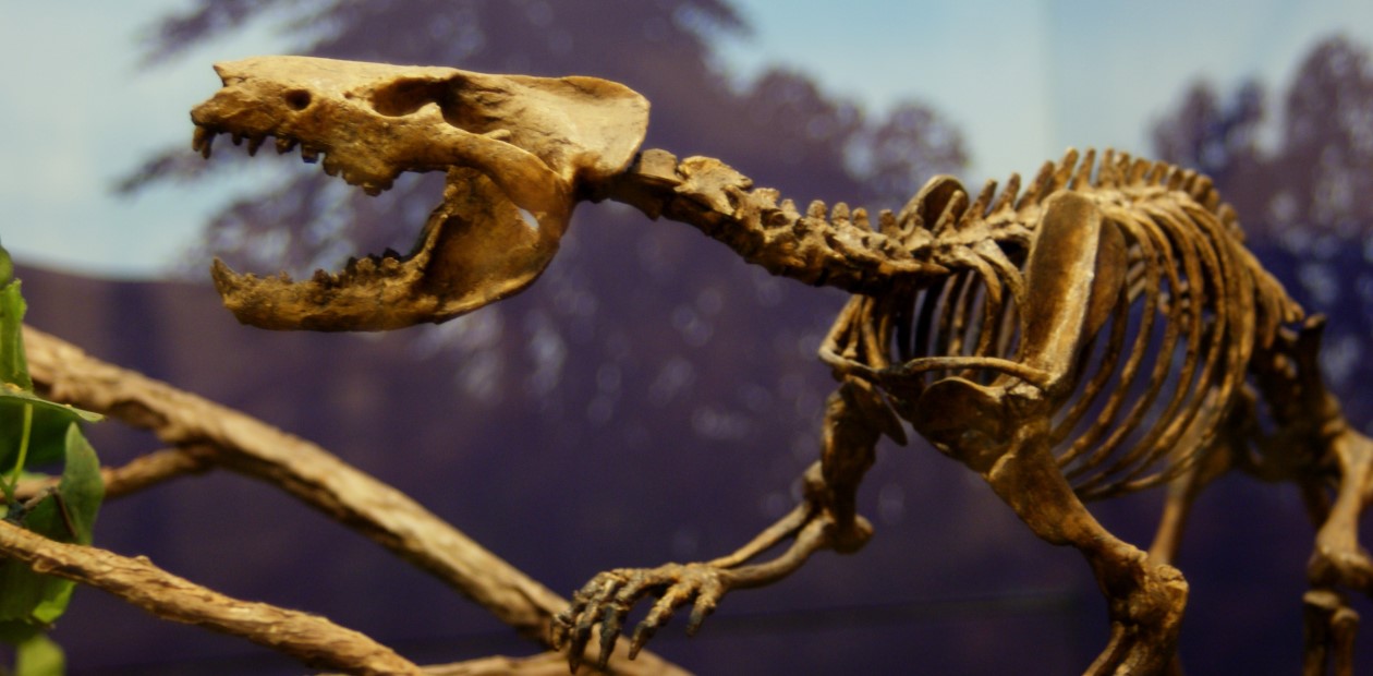 Гобиконодоны (Gobiconodon sp.) – хищные млекопитающие, жившие в ранний и средний мел. Музей Техасского технологического университета Гобиконодоны (Gobiconodon sp.) – хищные млекопитающие, жившие в ранний и средний мел. Музей Техасского технологического университета