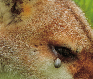 Blood-satiated ixodid tick on an animal host. © CC BY 2.0 Michael Coghlan