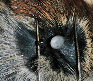 Клещ Ixodes trianguliceps паразитирует только на мелких млекопитающих, к людям и крупным млекопитающим не присасывается. При этом его ареал пересекается с ареалом других клещей рода Ixodes, нападающих на людей, а их прокормителями служат одни и те же виды животных. Поэтому I. trianguliceps может заражать людей опосредованно, через клещей других видов (Филиппова, 1977; Якименко, 2013). Вверху – сытые самка и нимфа I. trianguliceps на полевке. Фото В. Якименко (Омский НИИ природно-очаговых инфекций)