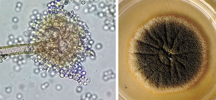 Плесневый гриб аспергилл желтый (Aspergillus flavus) – известный патоген многих сельскохозяйственных культур. Растет в виде мицелия, который в неблагоприятных условиях может образовывать склероции (сплетения гиф в виде шара). Размножается конидиями – спорами бесполого размножения (слева). Фото Scot Nelson/ Public Domain. Справа – колония гриба на агаре. © CC BY 2.0/JIRCAS Library Плесневый гриб аспергилл желтый (Aspergillus flavus) – известный патоген многих сельскохозяйственных культур. Растет в виде мицелия, который в неблагоприятных условиях может образовывать склероции (сплетения гиф в виде шара). Размножается конидиями – спорами бесполого размножения (слева). Фото Scot Nelson/ Public Domain. Справа – колония гриба на агаре. © CC BY 2.0/JIRCAS Library
