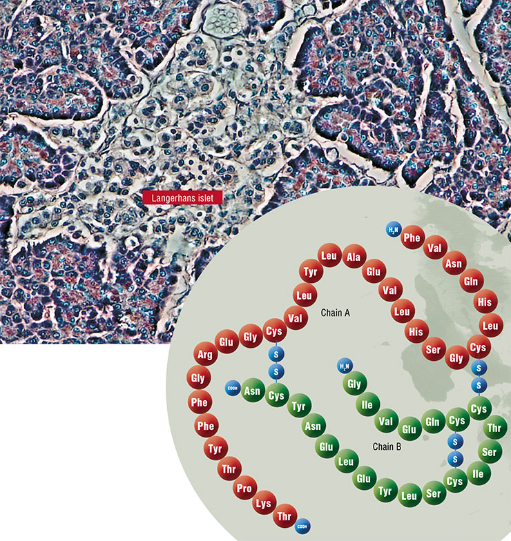 The insulin molecule is formed by two polypeptide chains, A and B, which are linked by disulfide bridges (S-S). The primary structure of insulin differs in different animal species. The closest match to the human insulin is the swine insulin, which differs by a single amino acid residue, and the bovine insulin. © CC BY 2.0, Zappys Technology Solutions. Insulin is produced by beta-cells of the Langerhans islets of the pancreas (top)