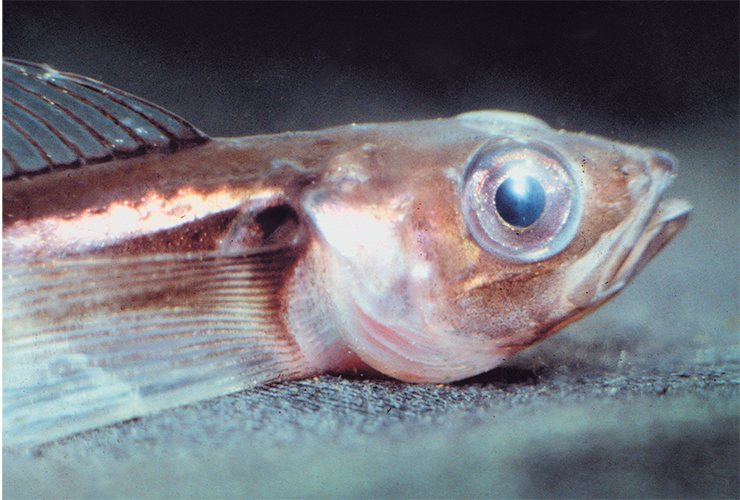 Длиннокрылая широколобка, или длиннокрылка (Cottocomephorus inermis), обитает в придонных слоях воды на глубинах до 500 м. Активно использует грудные плавники при плавании. Нерестится в феврале-марте подо льдом, откладывает икру на глубине 5–12 метров