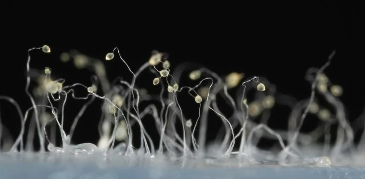 Клеточный слизевик (Dictyostelium discoideum) Клеточный слизевик (Dictyostelium discoideum)