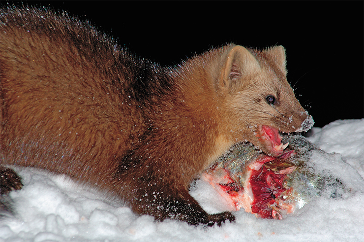 The history of the Kronotsky Reserve dates back to the far-away 1880s, when a sable preserve was set up there. Currently, Kamchatka has a steady population of sables, who are secured by the state. This little beast is an active predator. It feeds on mice, small birds, and spawned-out salmon The history of the Kronotsky Reserve dates back to the far-away 1880s, when a sable preserve was set up there. Currently, Kamchatka has a steady population of sables, who are secured by the state. This little beast is an active predator. It feeds on mice, small birds, and spawned-out salmon
