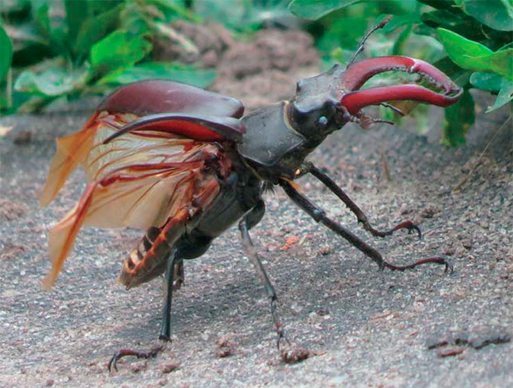 Самец жука-оленя (Lucanus cervus) поражает с первого взгляда как своими размерами и мощью, так и парой больших полированных «рогов» – видоизмененных верхних ротовых челюстей, предназначенных не для еды, а для битвы. Изображения этих фантастических созданий можно часто встретить на марках и монетах. Заповедник «Белогорье». Фото автора Самец жука-оленя (Lucanus cervus) поражает с первого взгляда как своими размерами и мощью, так и парой больших полированных «рогов» – видоизмененных верхних ротовых челюстей, предназначенных не для еды, а для битвы. Изображения этих фантастических созданий можно часто встретить на марках и монетах. Заповедник «Белогорье». Фото автора