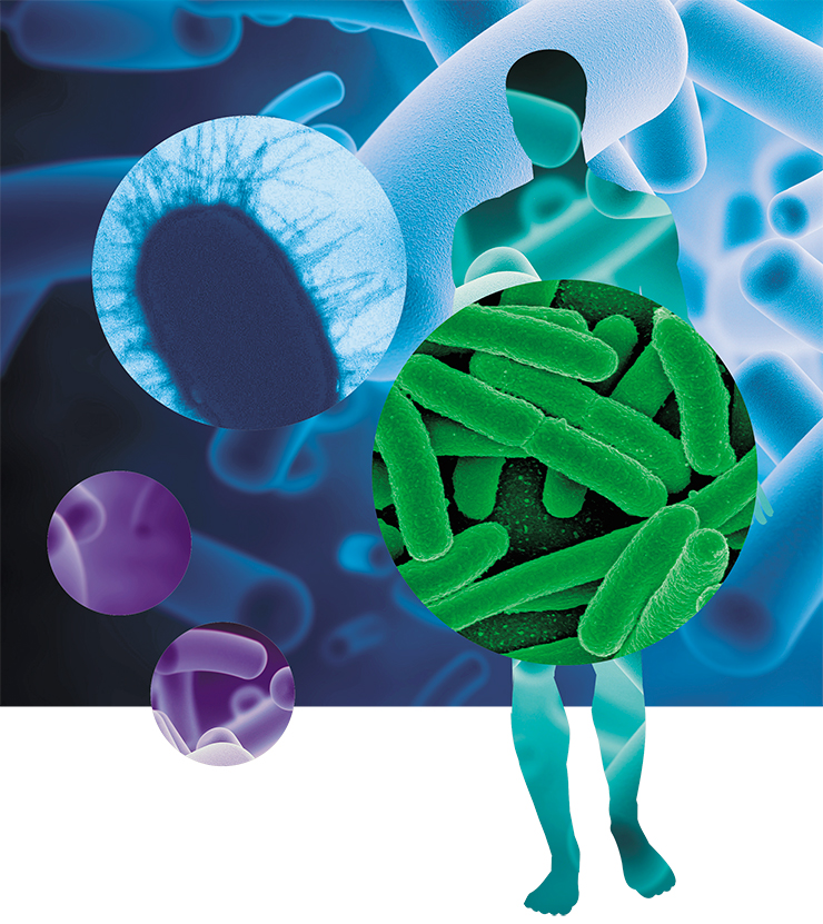Most E. coli strains are harmless, however, one serotype can cause severe food poisoning. Photo: Rocky Mountain Laboratories, NIAID, NIH