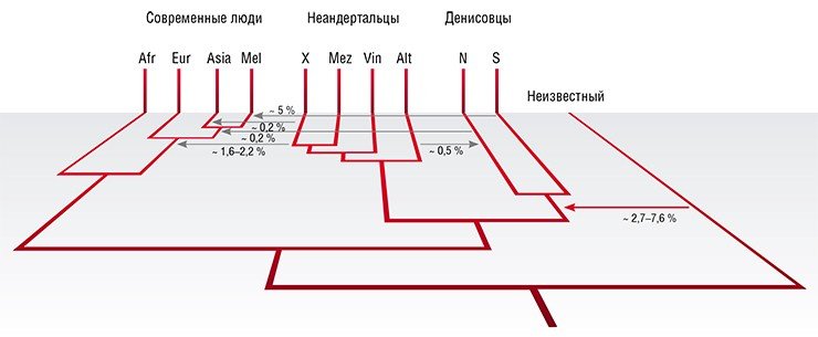 На схеме, показывающей генетические контакты между некоторыми архаичными и современными группами людей, человек современного вида представлен африканской (Afr), европейской (Eur), азиатской (Asia) и меланезийской (Mel) популяциями. Неандерталец представлен неизвестной популяцией (Х), которая внесла свой генетический вклад в неафриканское население, а также неандертальским геномом с русской части Кавказа (Mez), Хорватии (Vin) и Денисовой пещеры (Alt). Денисовцы представлены неизвестной популяцией (S), внесшей вклад в геном людей Тихоокеанского региона и популяцией Горного Алтая (N). Еще один «неизвестный человек» представлен видом гоминид, который отделился от общего ствола в период между 1 и 4 млн лет назад и внес свой вклад в геном денисовца. Для всех случаев генетического обмена, известных на сегодня, указаны примерные доли привнесенных частей генома. По: (Prüfer et al., 2014)